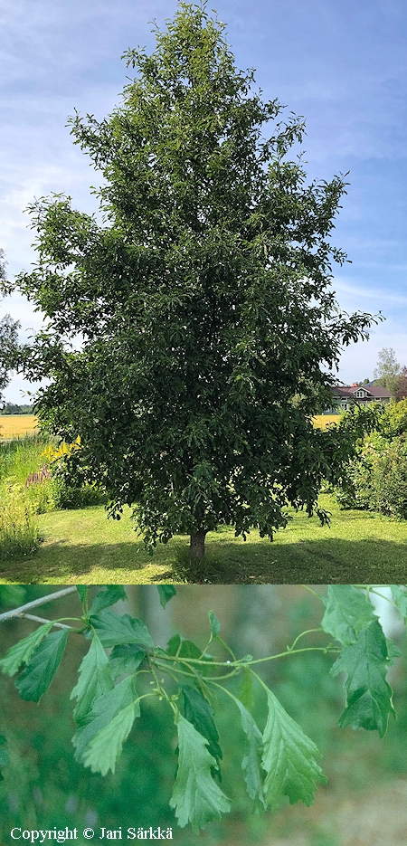 Alnus glutinosa f. quercifolia